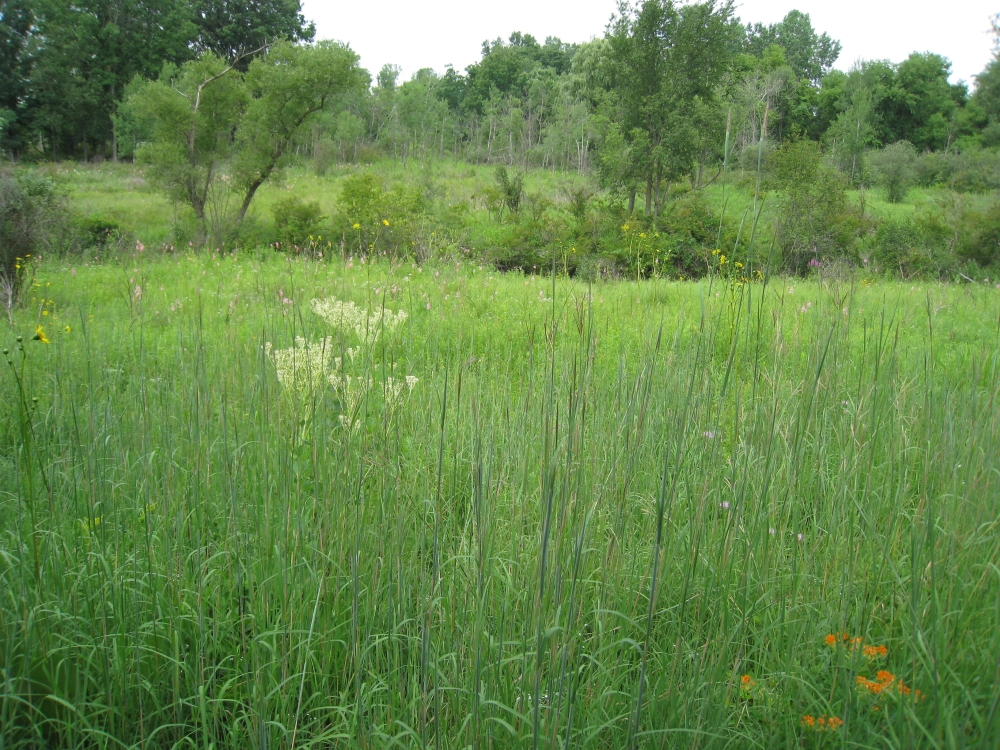 A photo of the Dry-mesic Prairie natural community type