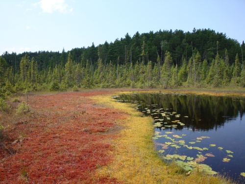 A photo of the Bog natural community type