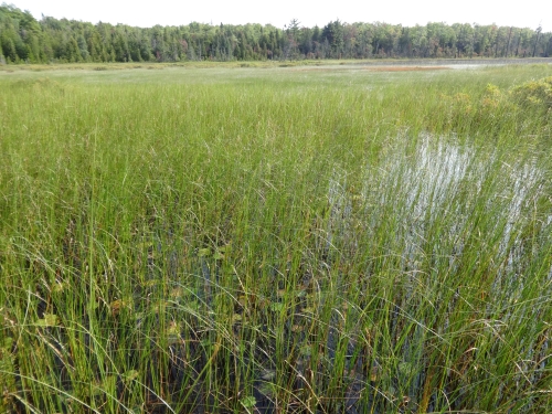 A photo of the Emergent Marsh natural community type