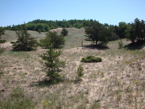 A photo of the Great Lakes Barrens natural community type