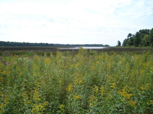 A photo of the Great Lakes Marsh natural community type