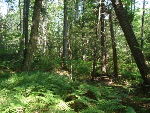 A photo of the Hardwood-Conifer Swamp natural community type
