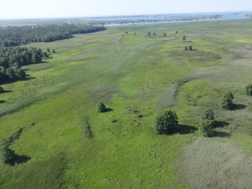 A photo of the Lakeplain Wet Prairie natural community type