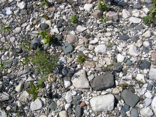 A photo of the Limestone Cobble Shore natural community type
