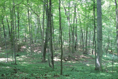 A photo of the Mesic Southern Forest natural community type