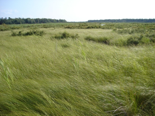 A photo of the Northern Wet Meadow natural community type