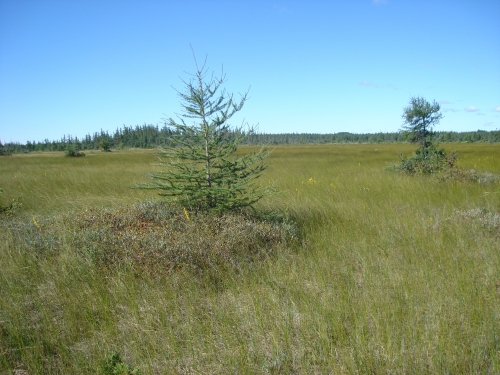 A photo of the Poor Fen natural community type