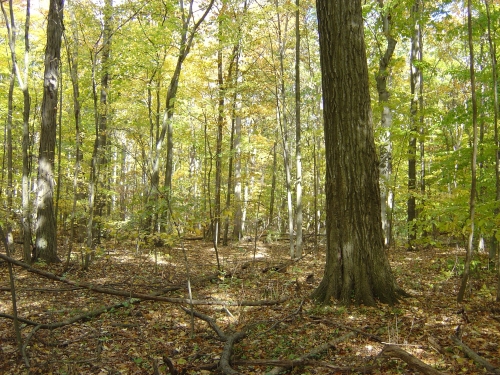 A photo of the Wet-mesic Flatwoods natural community type