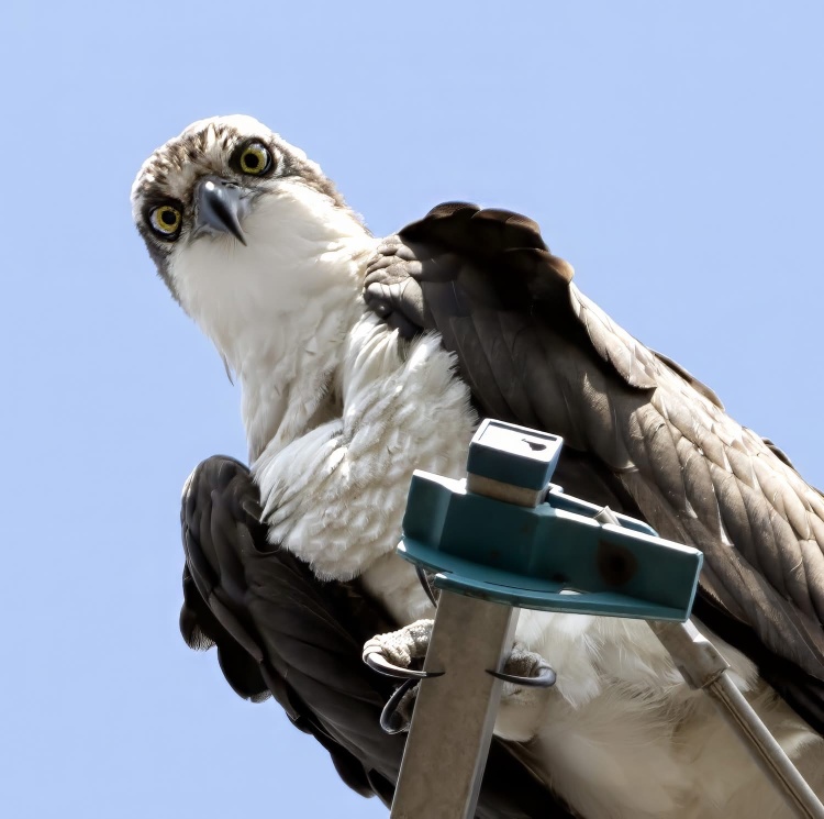 An osprey looking down from a perch