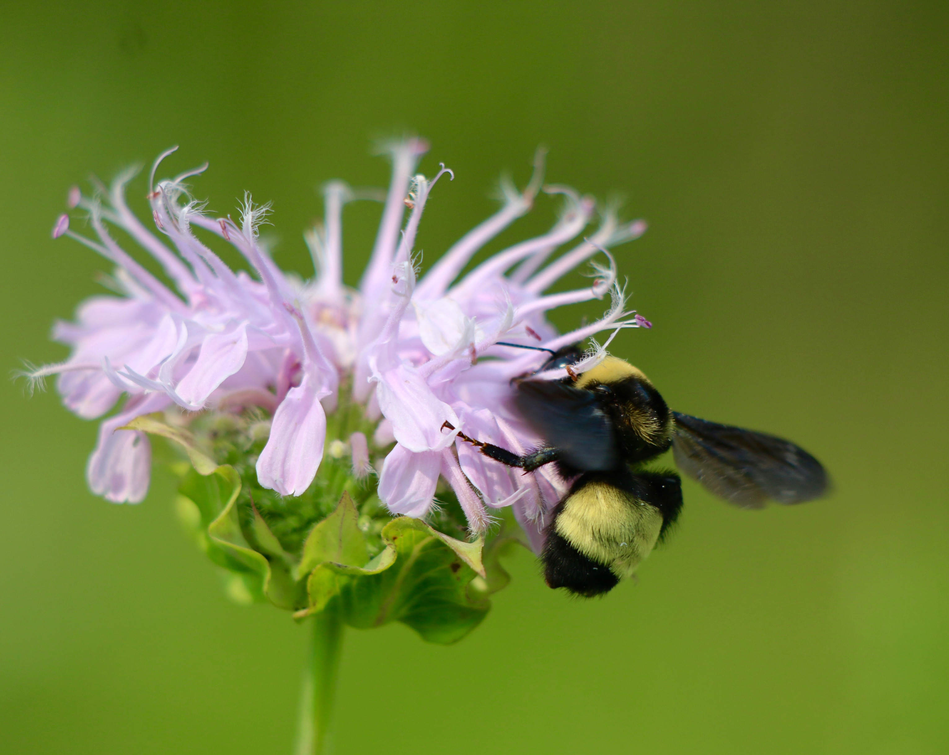 bumble bee on a flower