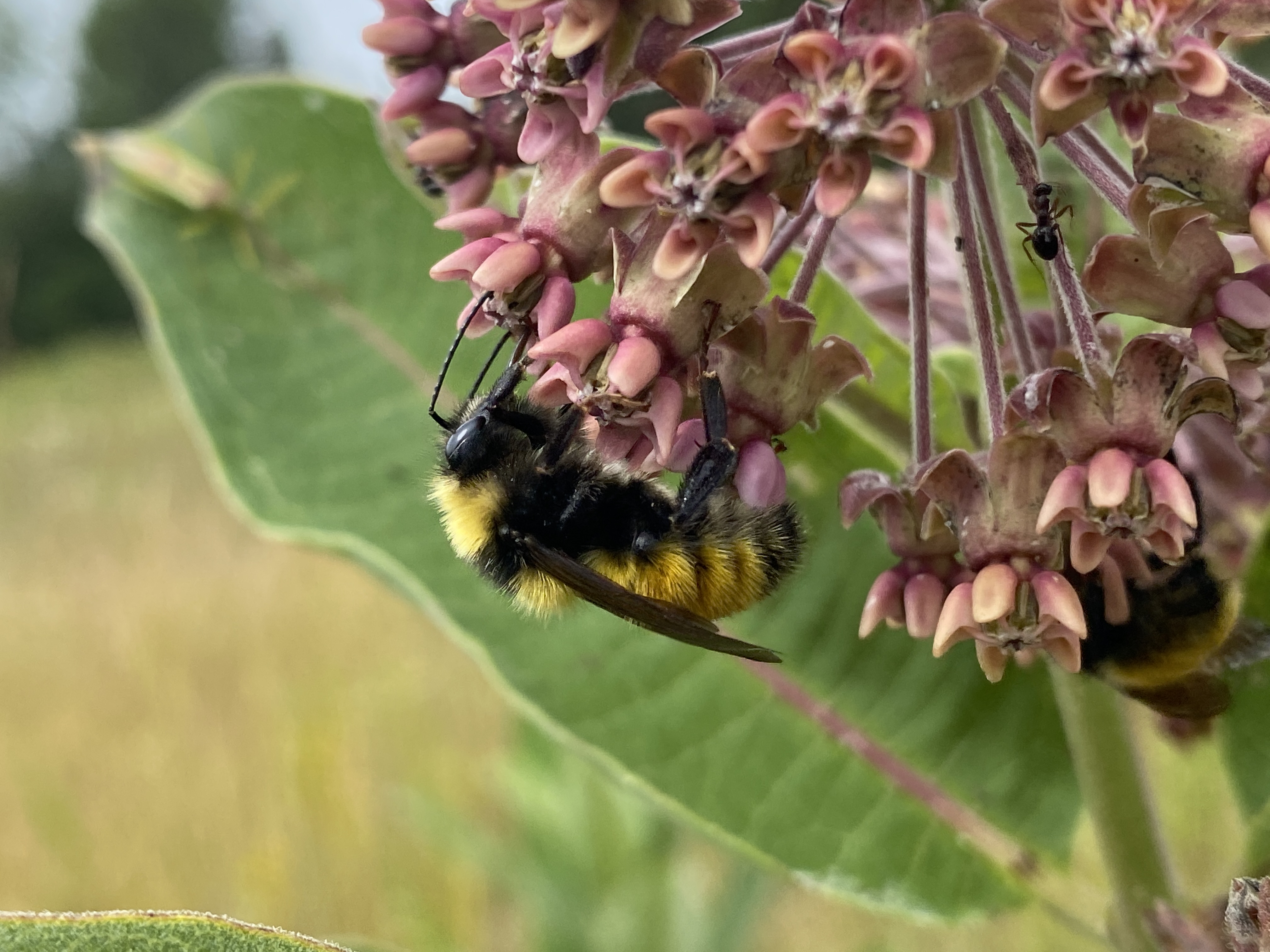 bumble bee on a flower