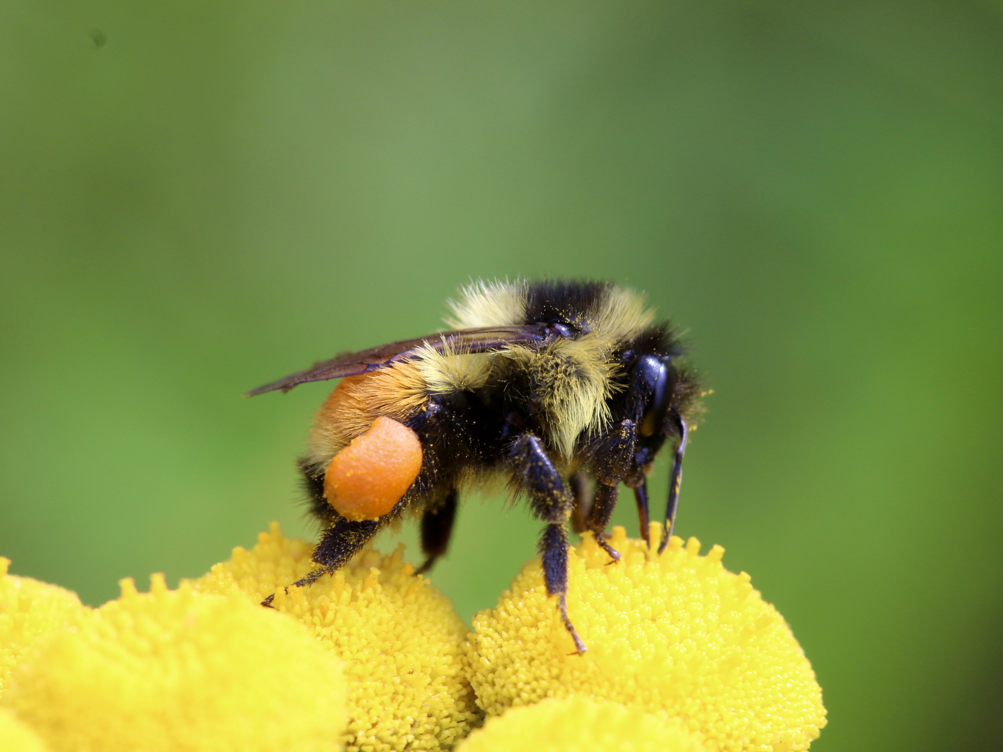 bumble bee on a flower