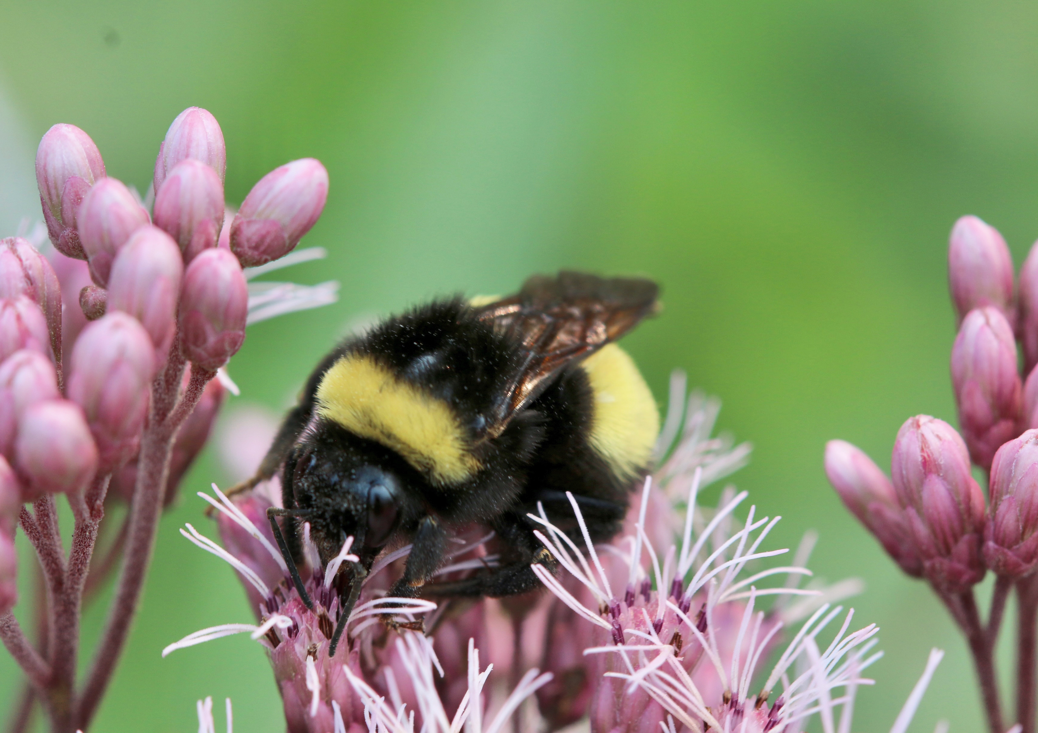 bumble bee on a flower