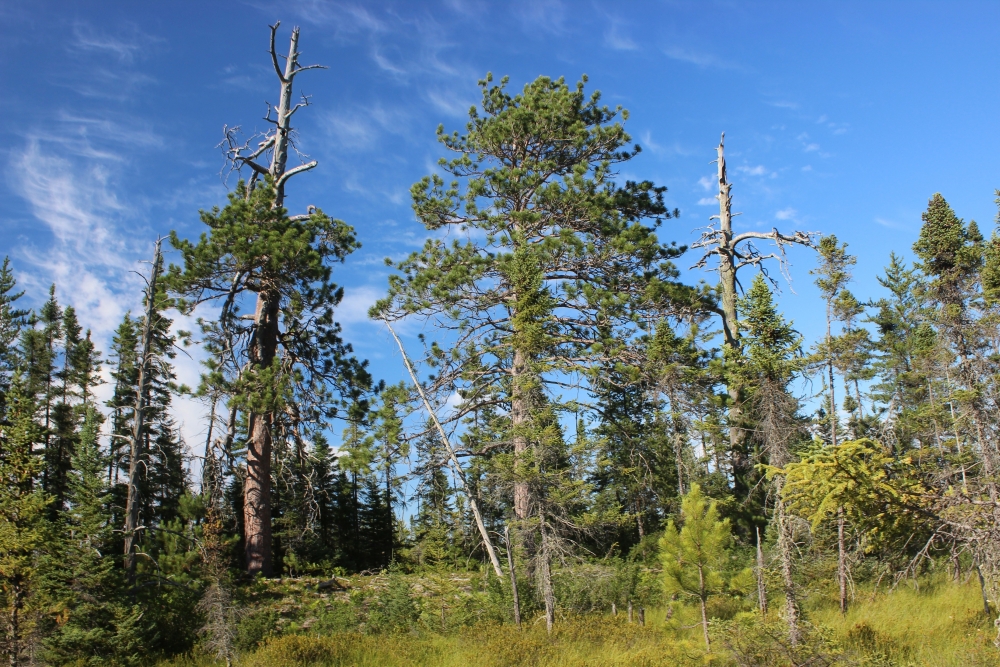 Boreal Forest - Michigan Natural Features Inventory