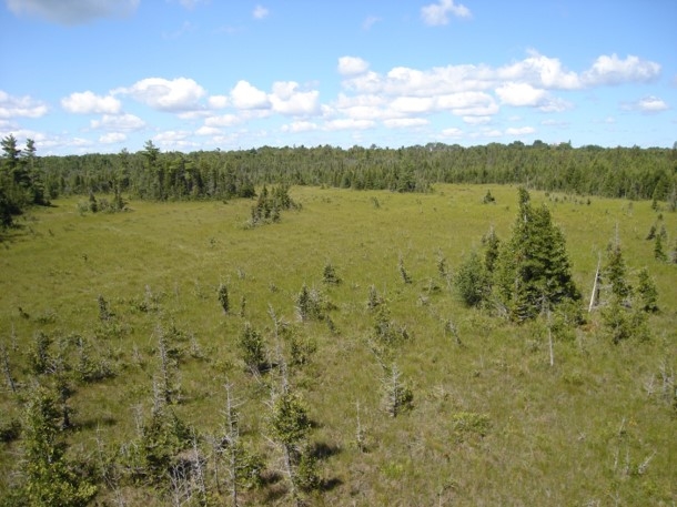 Northern Fen - Michigan Natural Features Inventory