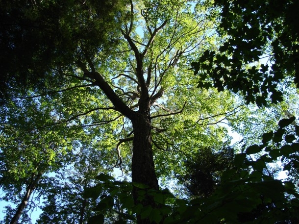 Boreal Forest - Michigan Natural Features Inventory