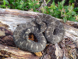 Massasauga rattlesnake