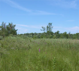 Massasauga habitat