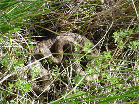 Massasauga basking in sun