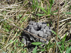 Crayfish chimney used for hibernating