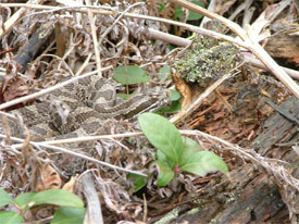 Massasauga camouflage