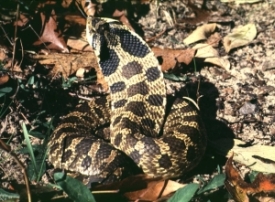 eastern hognose