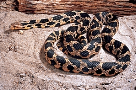 eastern fox snake