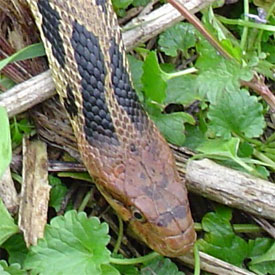 eastern fox snake