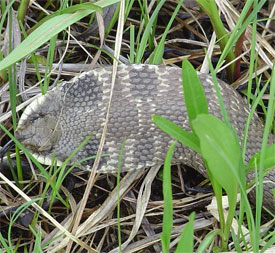 eastern hognose