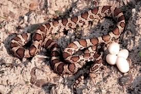 eastern milk snake