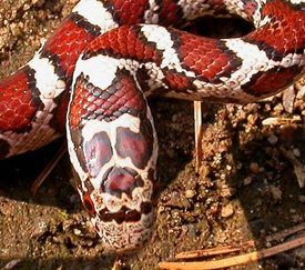 eastern milk snake