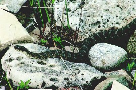 northern water snake