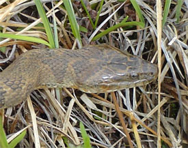 northern water snake