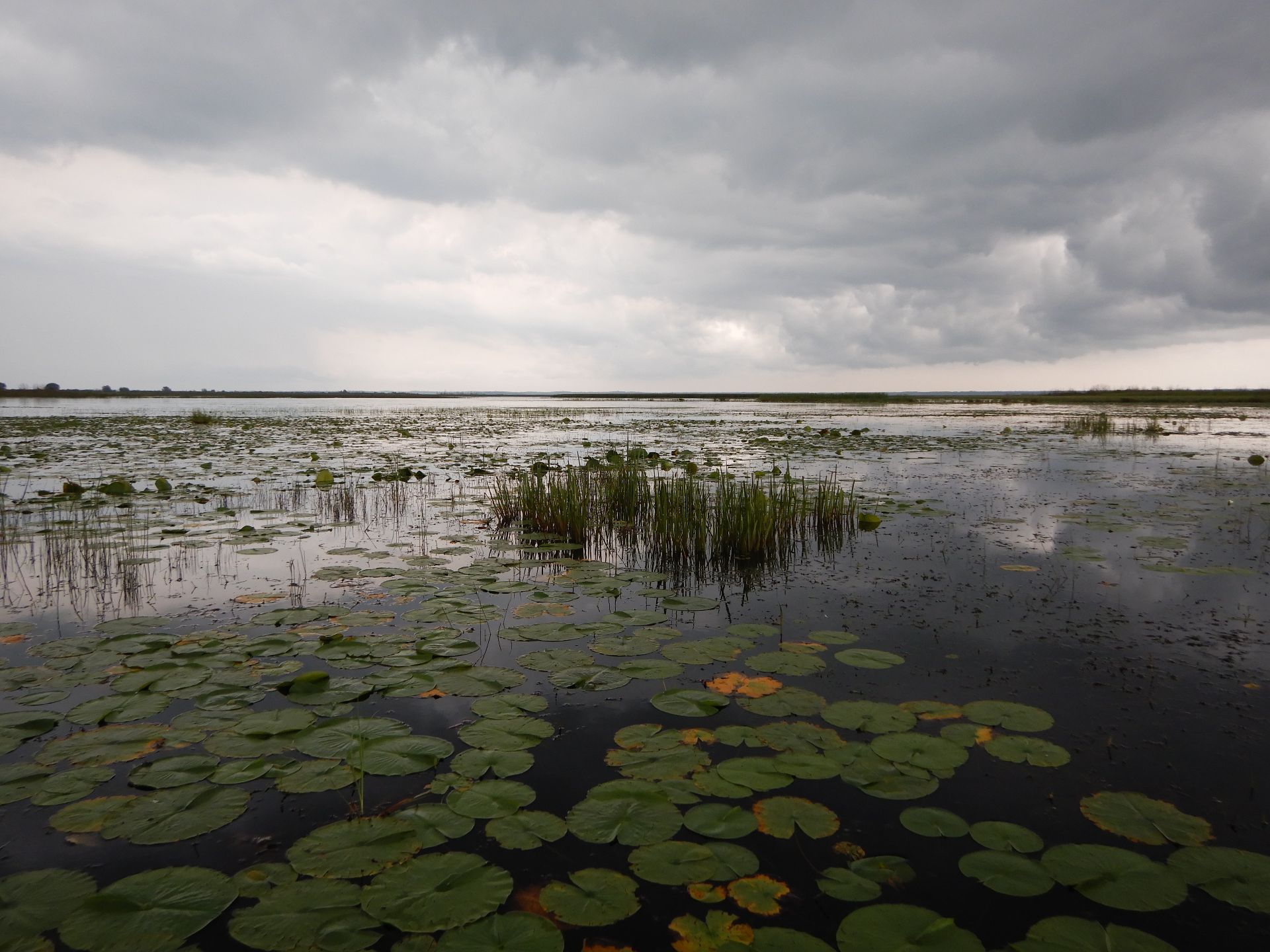 A marsh along St. Marys River