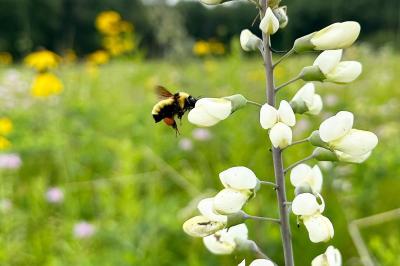 bumble bee visiting a flower