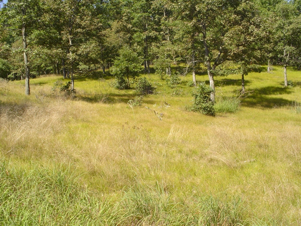 A photo of the Dry Sand Prairie natural community type