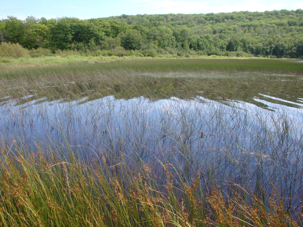 A photo of the Emergent Marsh natural community type