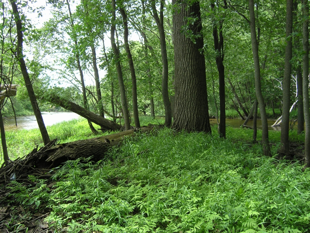Floodplain Forest Michigan Natural Features Inventory