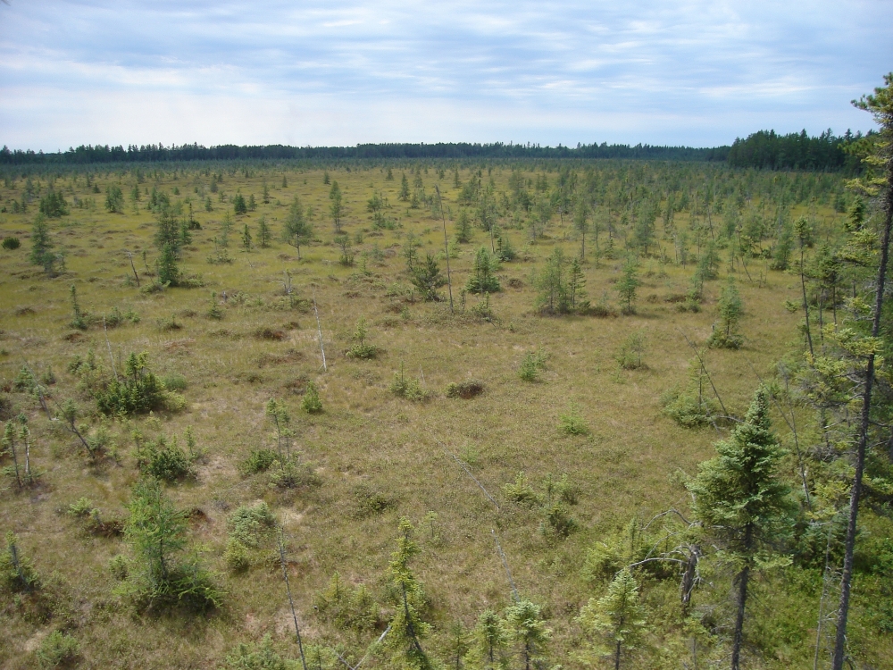 A photo of the Muskeg natural community type