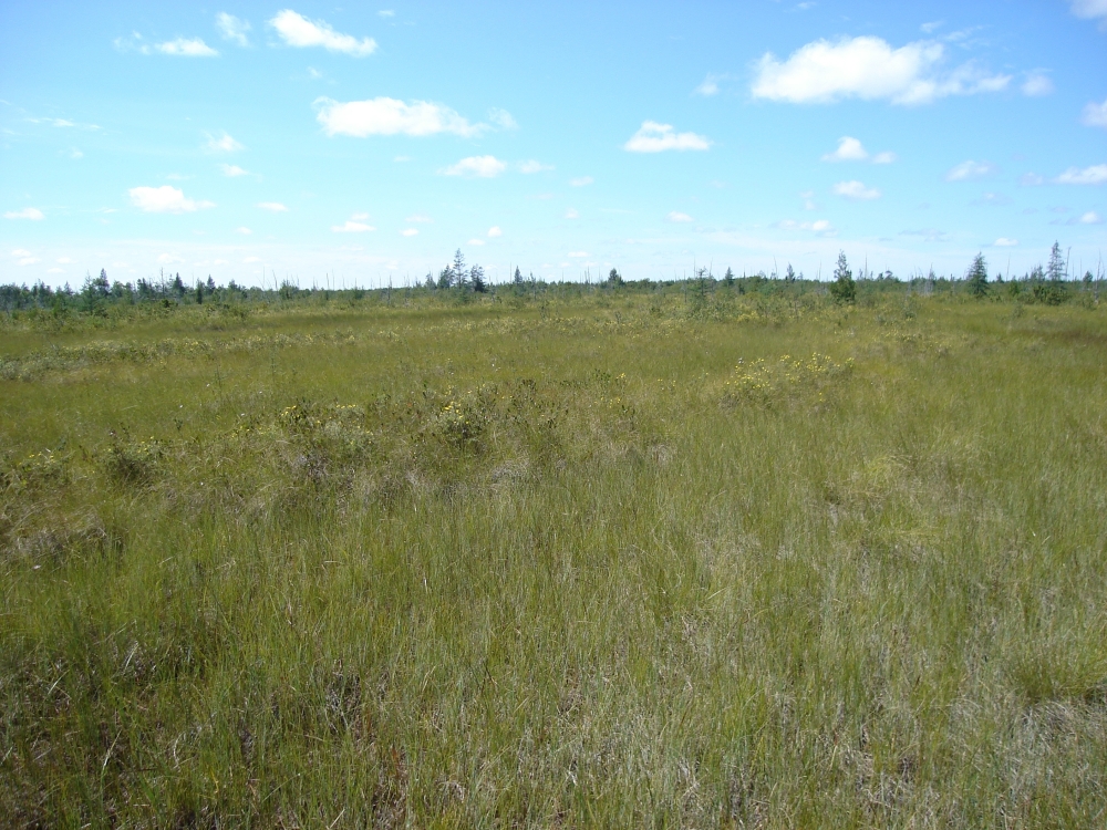 A photo of the Patterned Fen natural community type