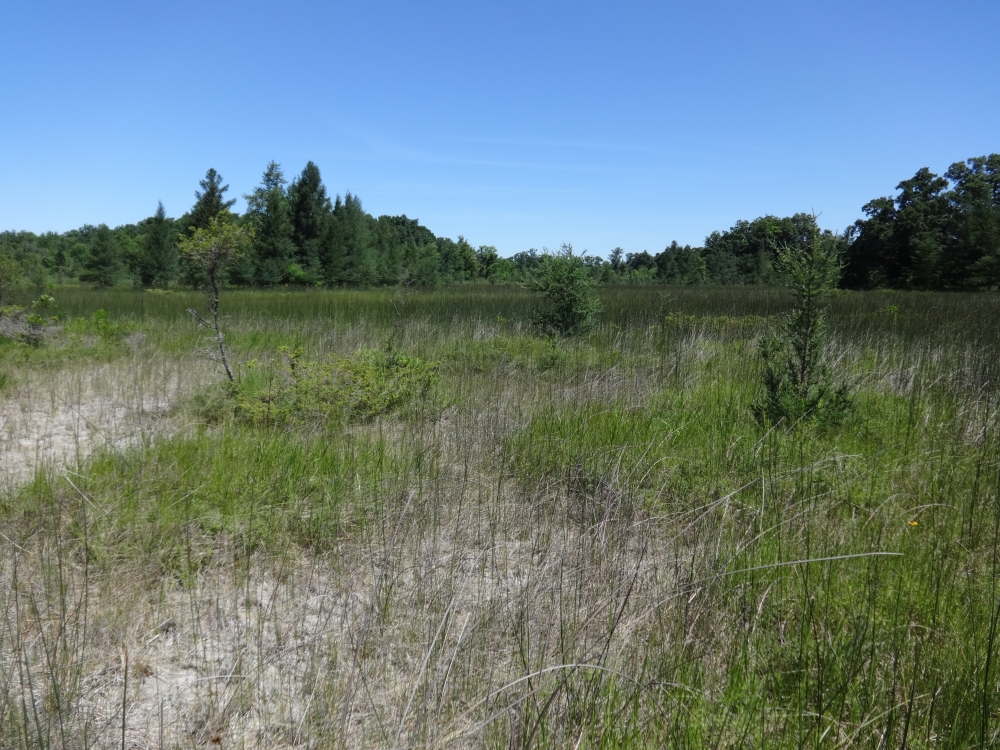 A photo of the Prairie Fen natural community type