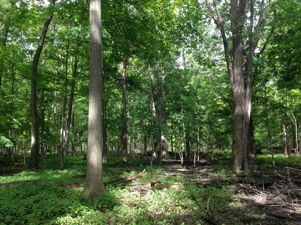 A photo of the Wet-mesic Flatwoods natural community type