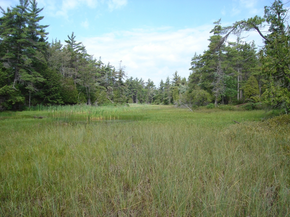 A photo of the Wooded Dune and Swale Complex natural community type