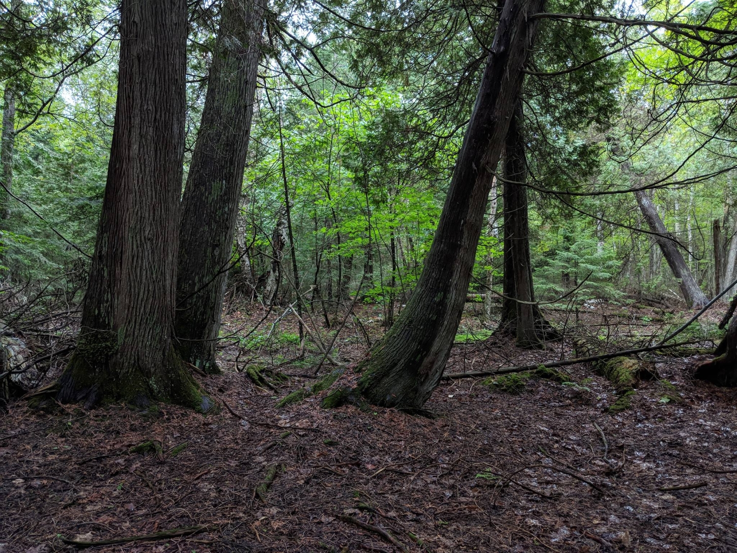 Boreal Forest - Michigan Natural Features Inventory