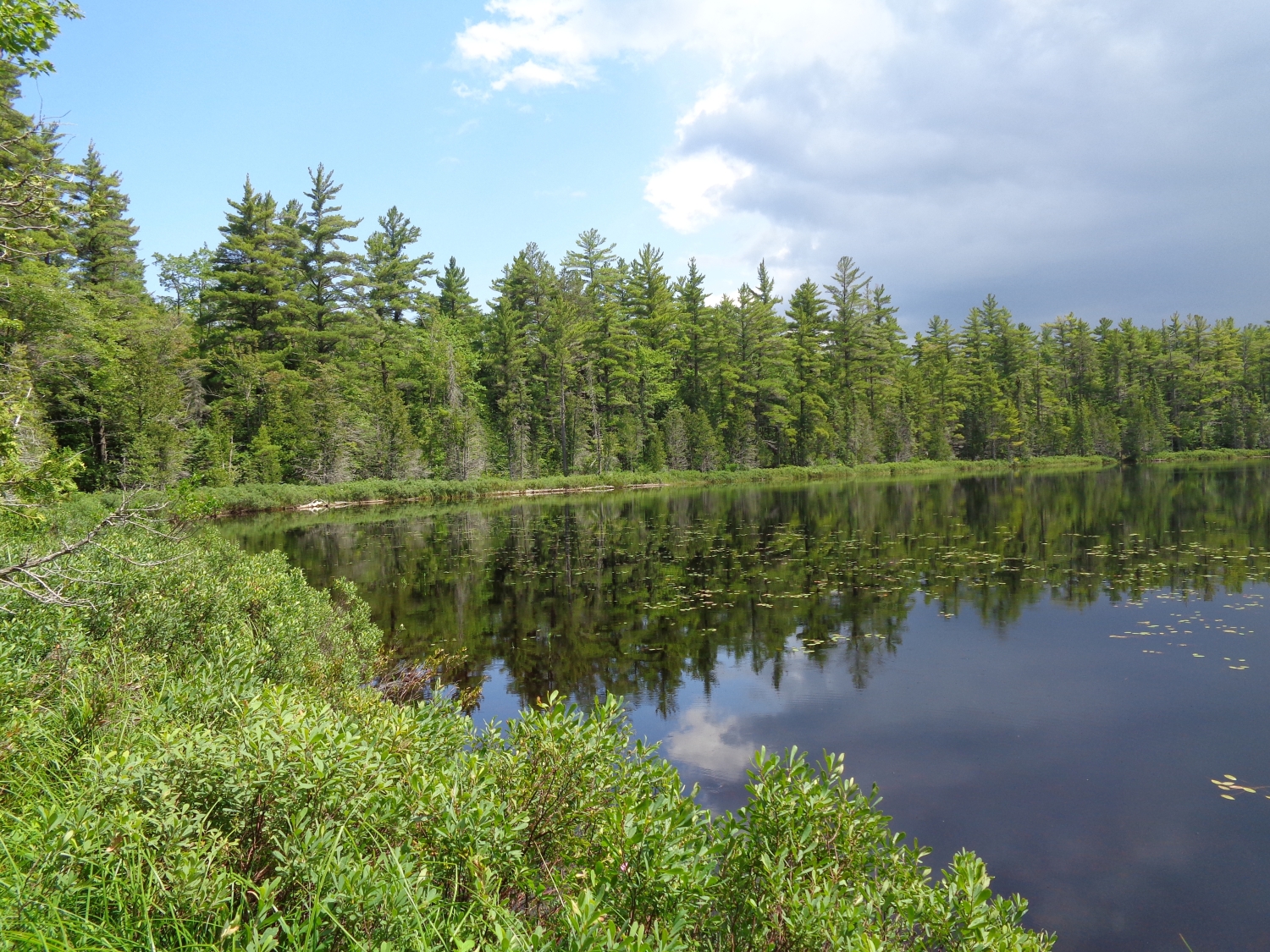 Dry-mesic Northern Forest - Michigan Natural Features Inventory