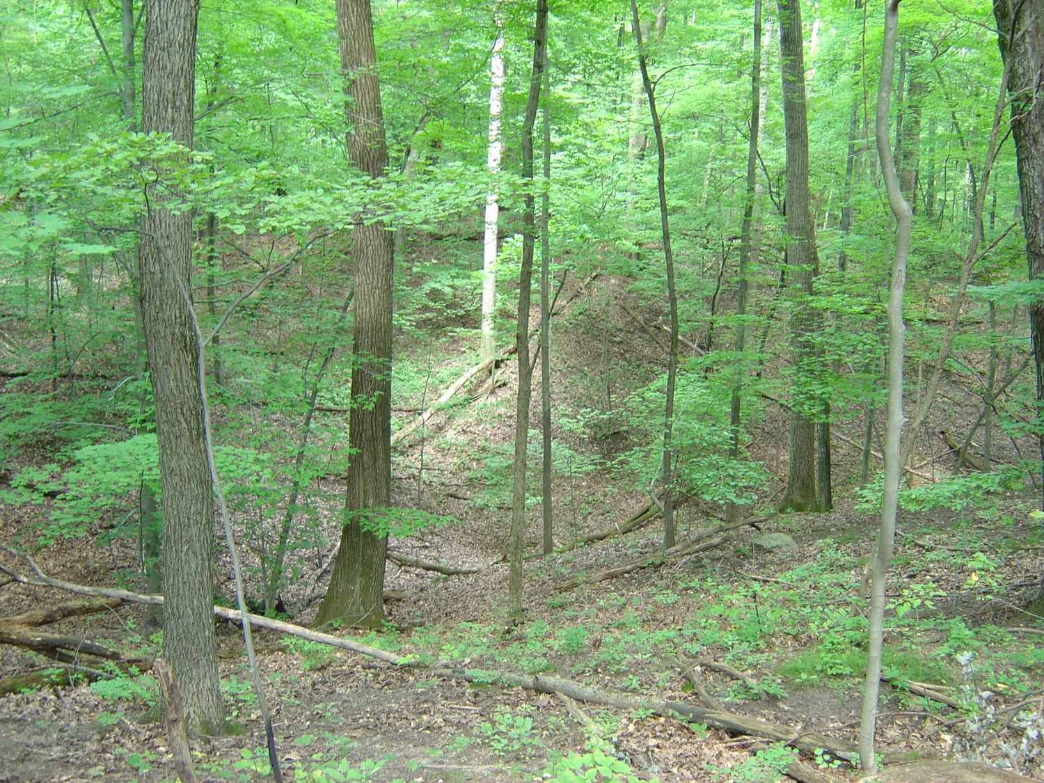 Dry-mesic Northern Forest - Michigan Natural Features Inventory