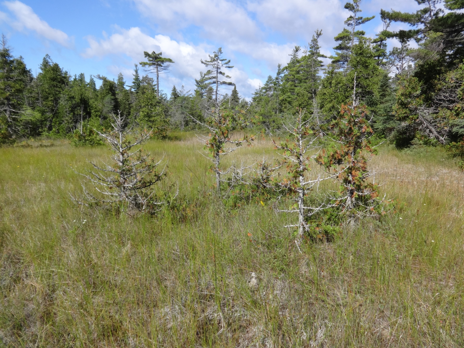 Northern Fen - Michigan Natural Features Inventory