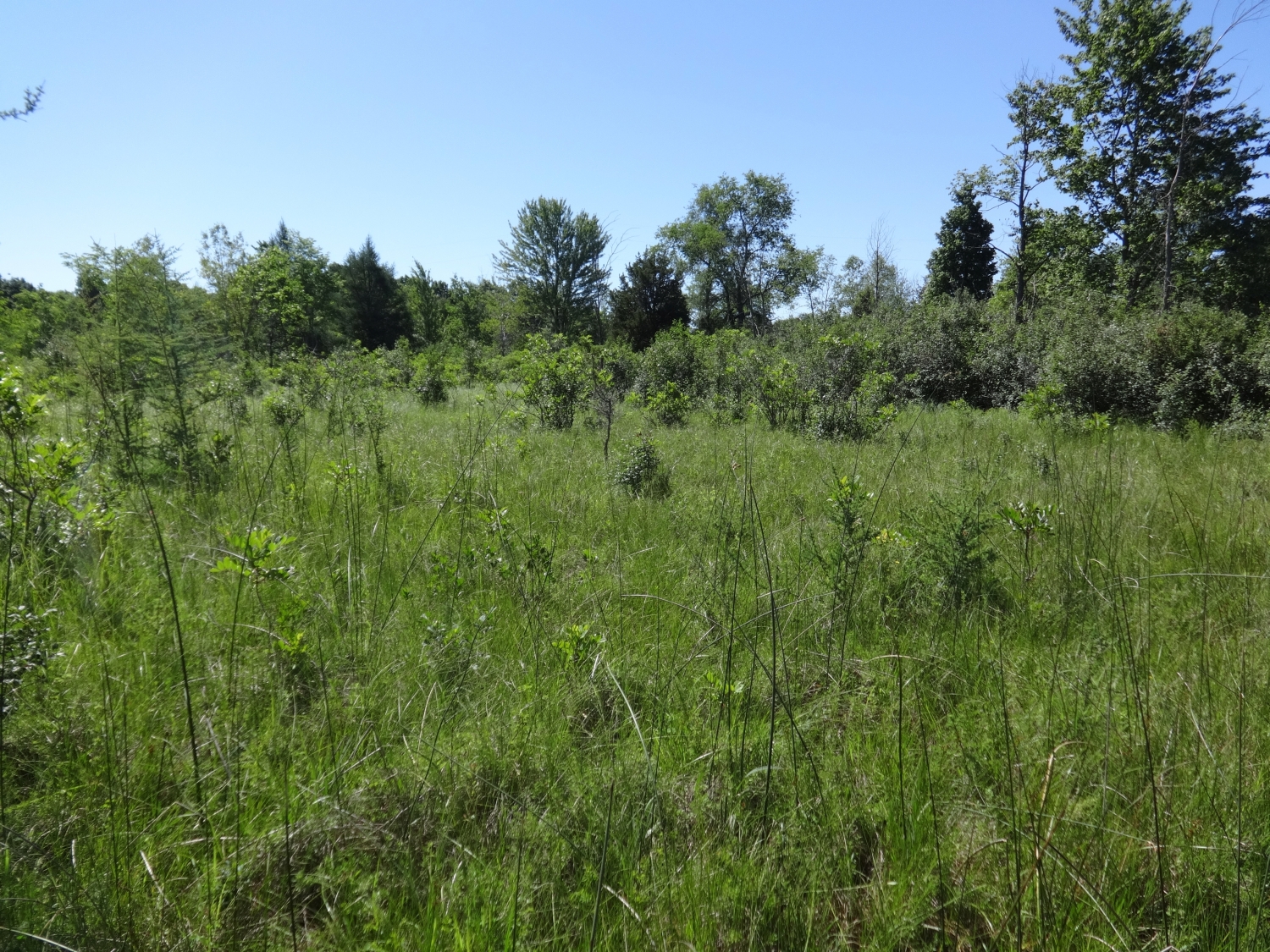 Prairie Fen - Michigan Natural Features Inventory