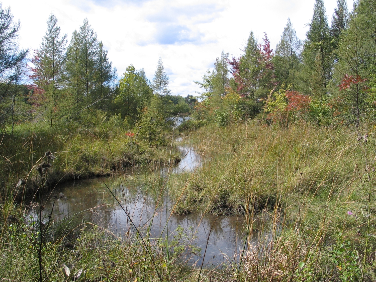 Nature Glance-What's a Fen? 