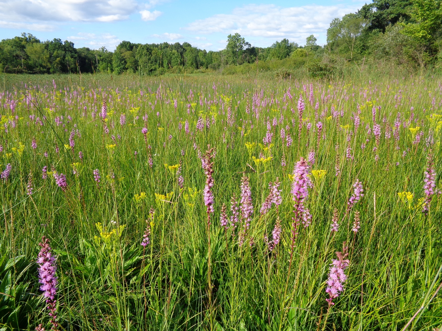 Prairie Fen - Michigan Natural Features Inventory